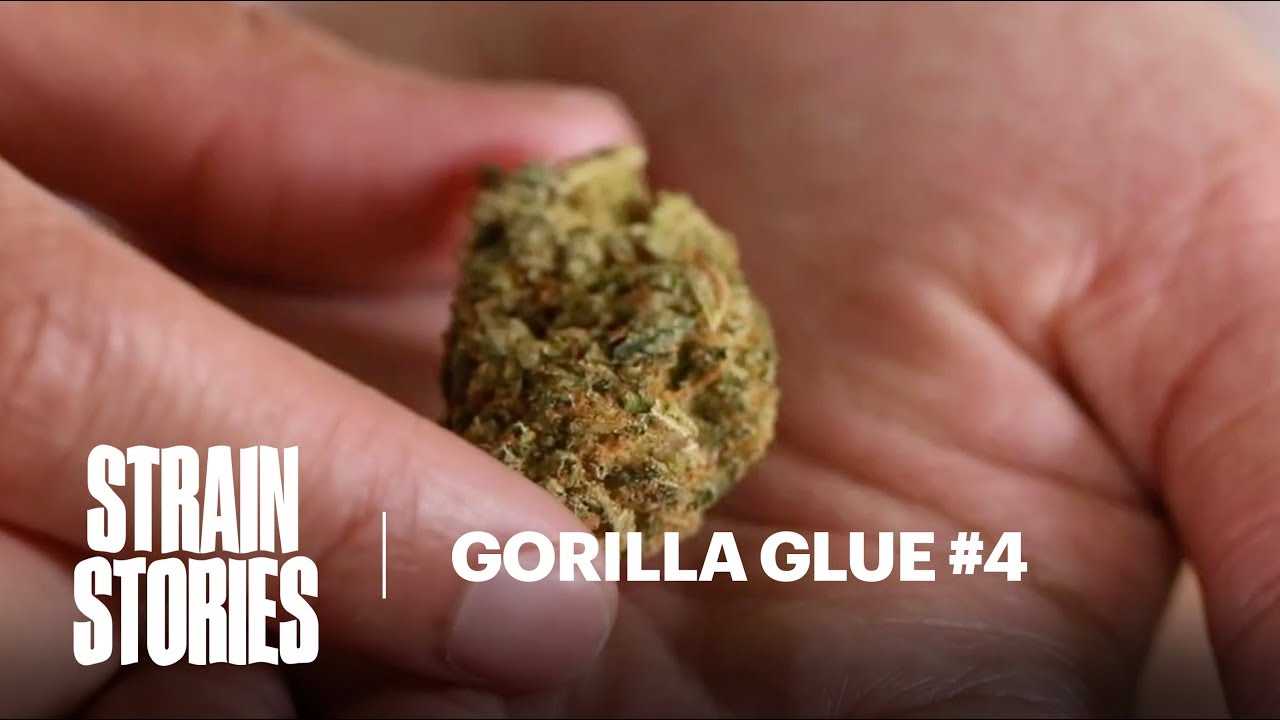 Gorilla Glue #4 (GG4): A Happy Accident | Strain Stories | Herb