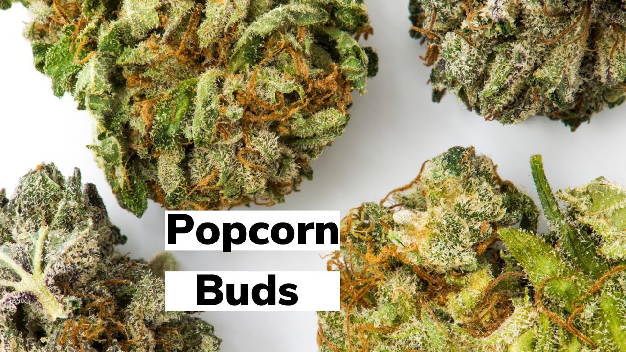What Are Popcorn Buds? | Discover Marijuana
