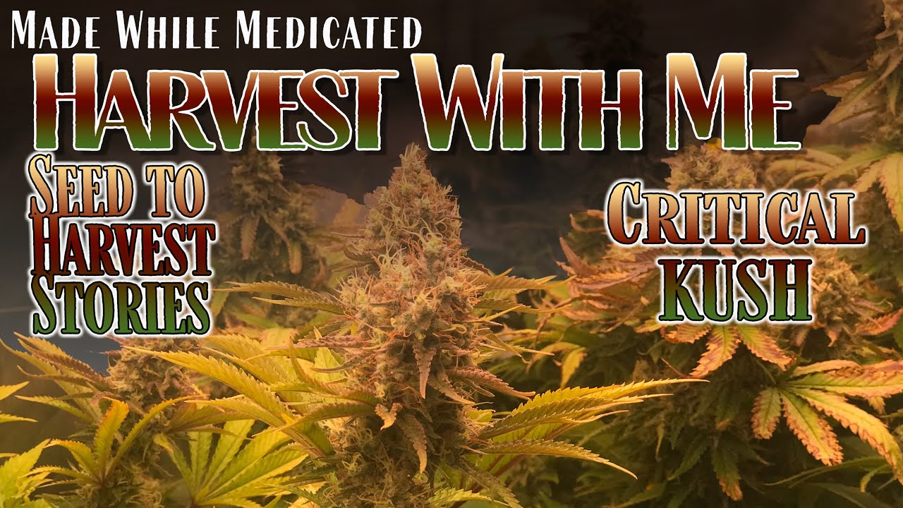 Harvest With Me - Seed to Harvest Stories | The Critical Kush Story