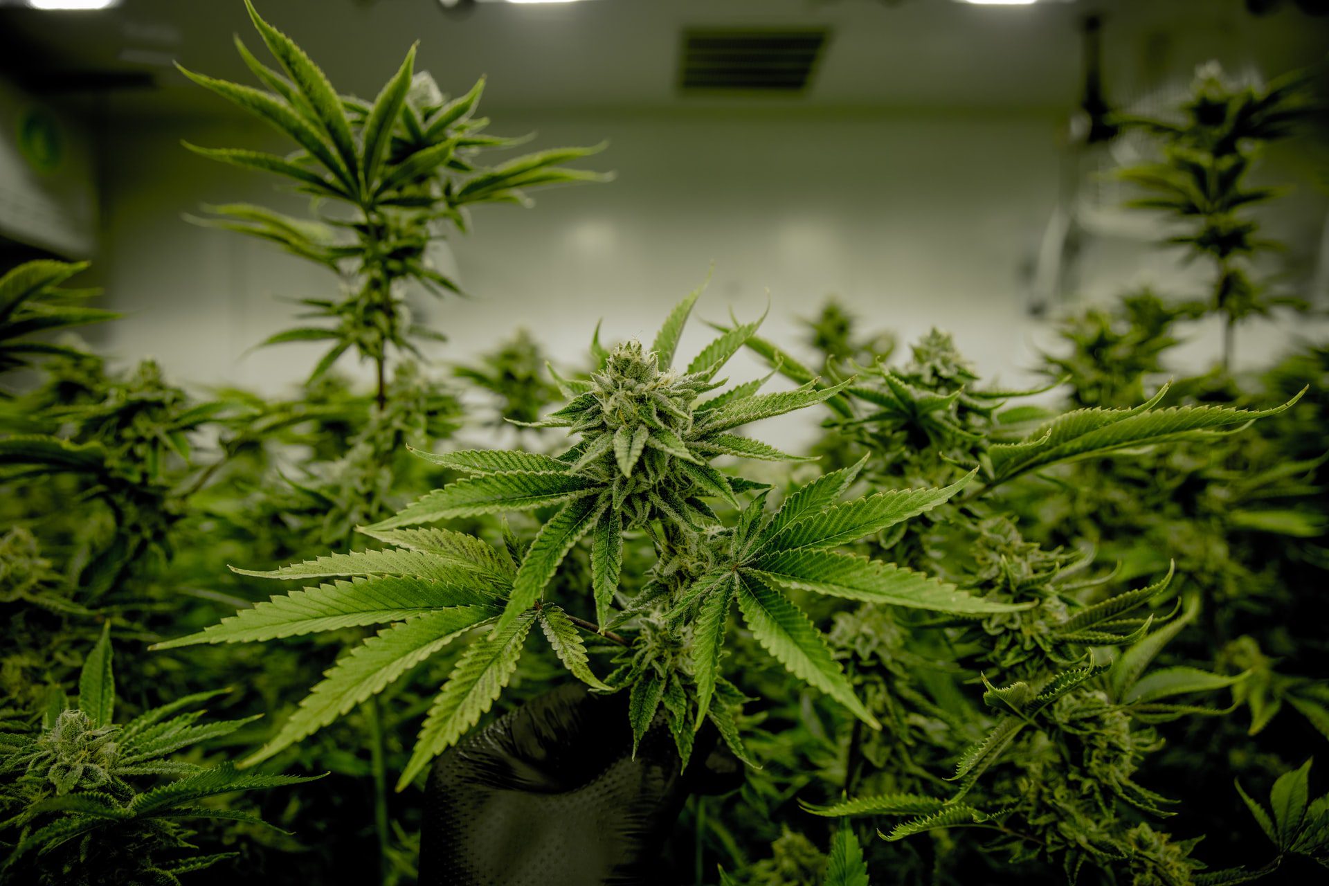 Sense Organics CBD Topskud Cannabis Plante