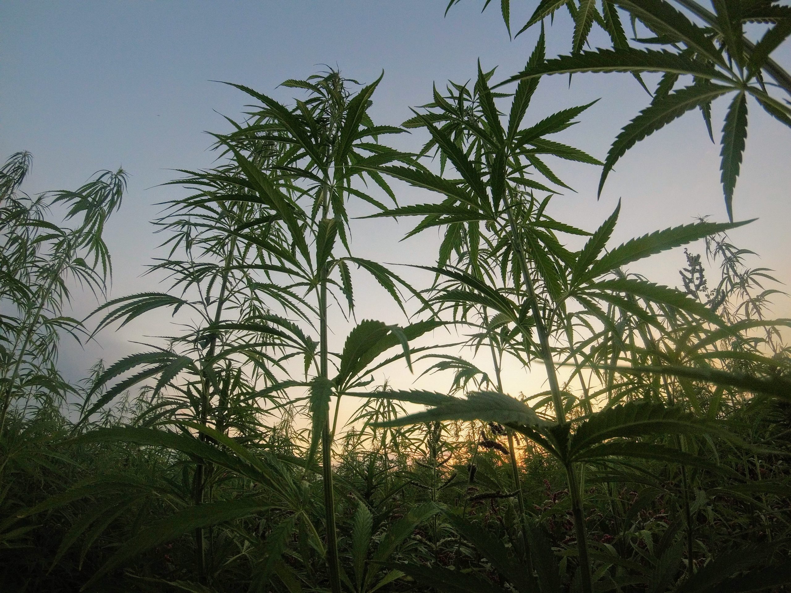 Bæredygtig kultivering af cannabis