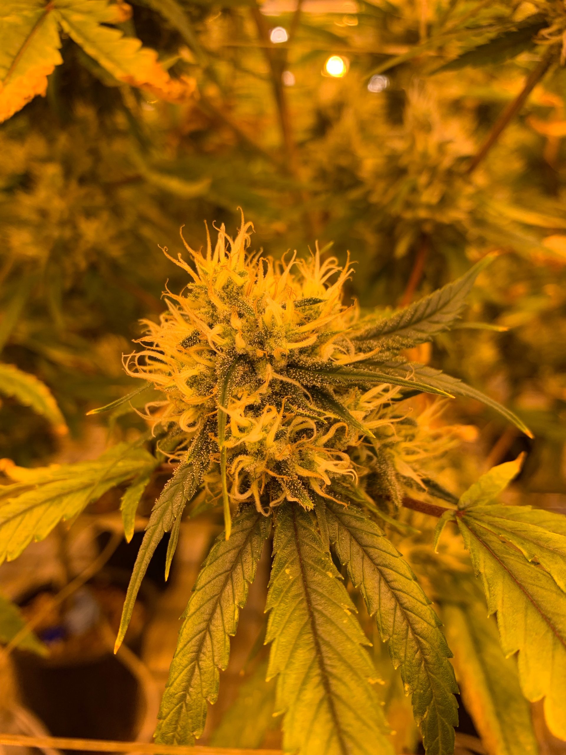 Cannabis blomst Danmark