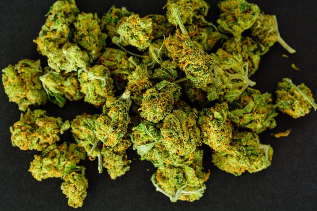 Critical Kush topskud spredt på sort baggrund med grønne nuancer, orange pistiller og tæt, resinrig struktur.