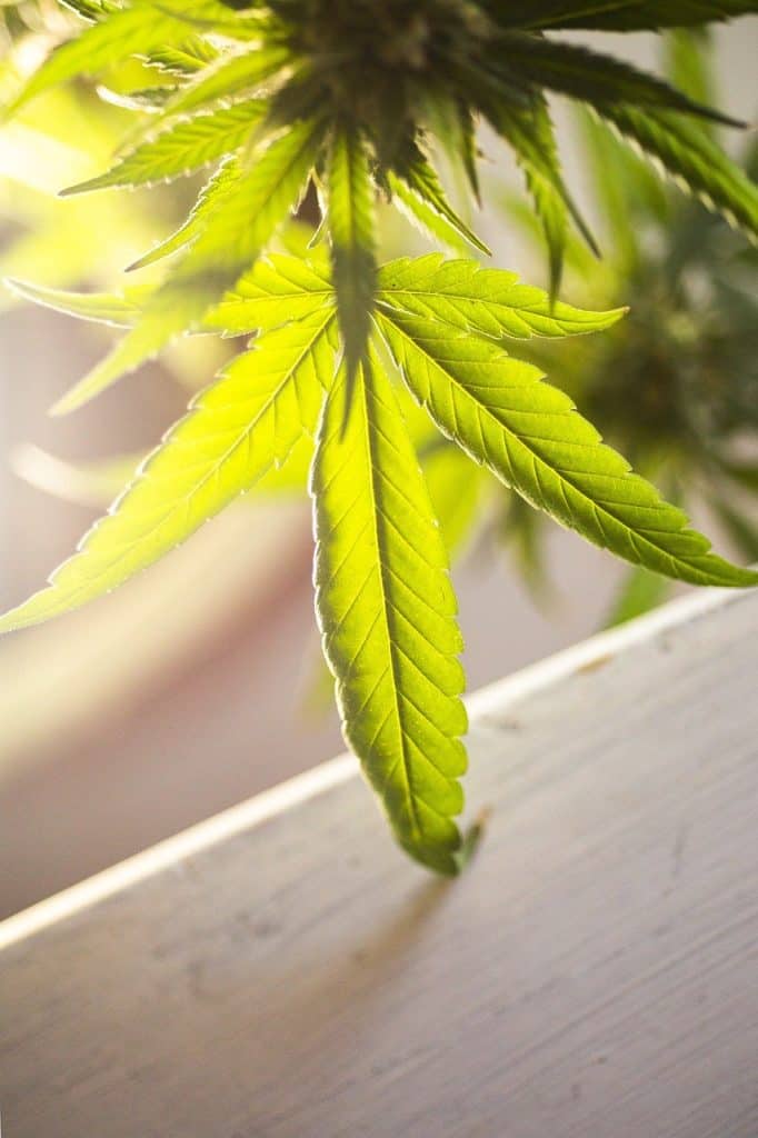 THCA vs Delta 9 narkotest