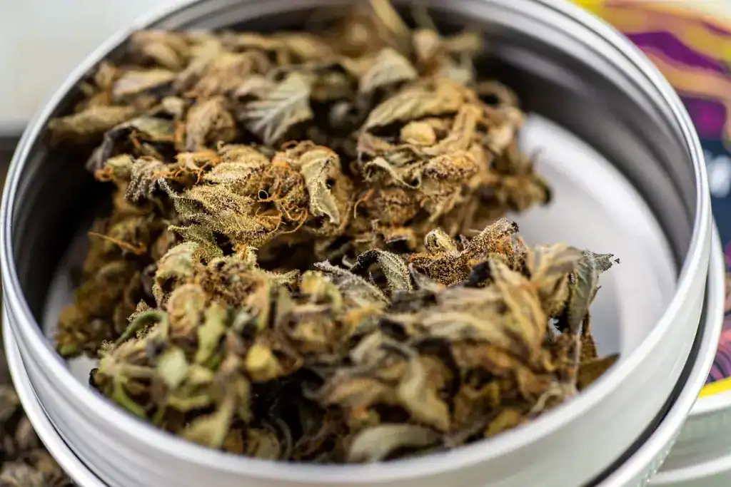 CBD-olies sundhedsmæssige fordele.