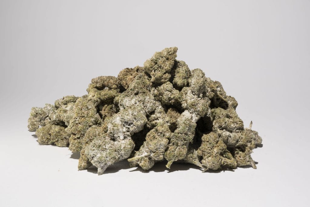 Polar bear THCa Topskud