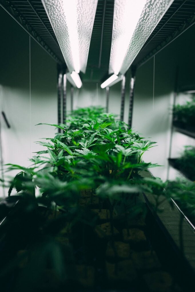 Tendenser på det europæiske marked for ulovlig cannabis.
