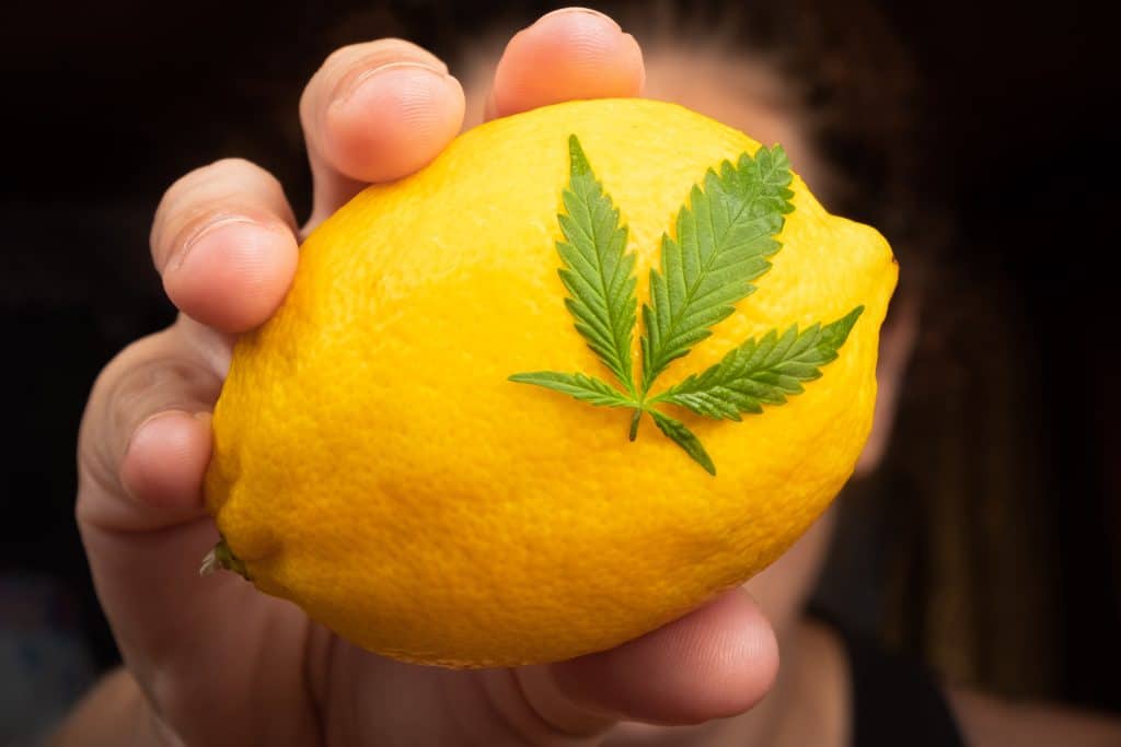 Lemon Haze med frisk gul citron i hånd og grønt hampblad, som understreger strainens citrusprægede profil.