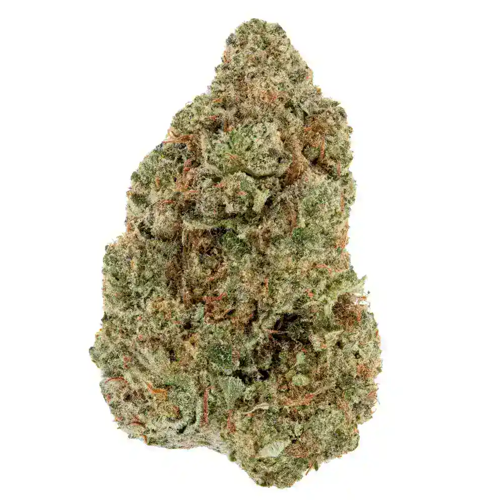N&aelig;rbillede af en kompakt Biscotti‑cannabisblomst med lysegr&oslash;nne nuancer, orange pistiller og et t&aelig;t lag af frostede trichomer.