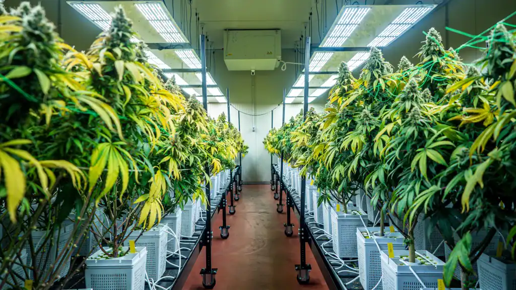 Biscotti cannabis dyrket indendørs i professionelt grow room med LED-lys og store blomstrende planter i rækker.  ￼