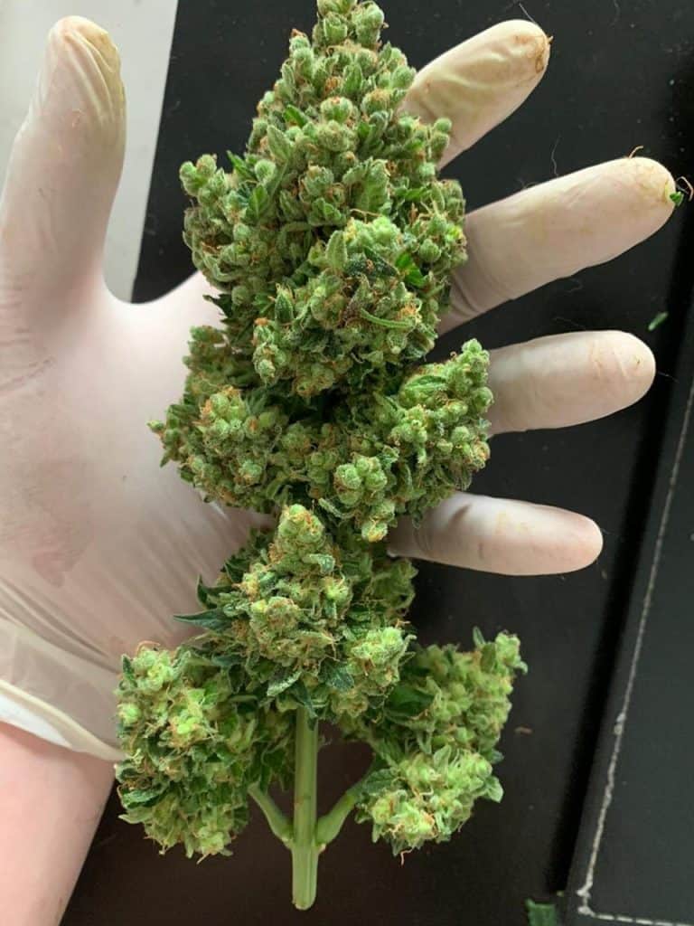 Hvor kan man få lovligt THCA i Danmark?