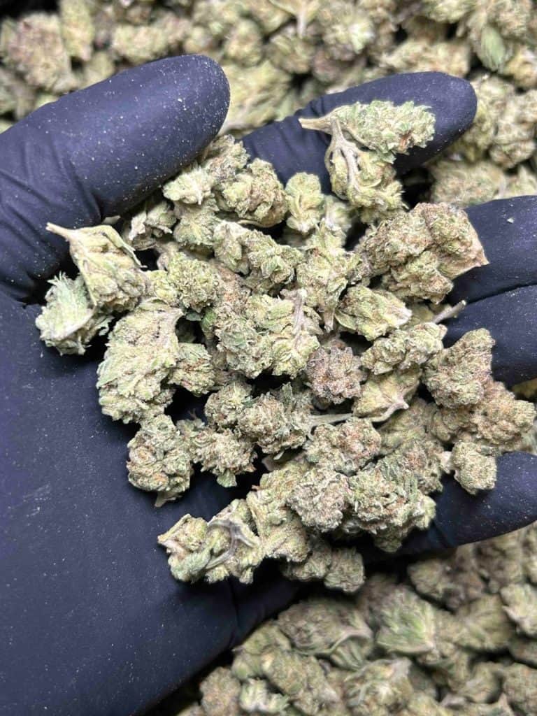 THCA POPCORN BUDS LEMONADE