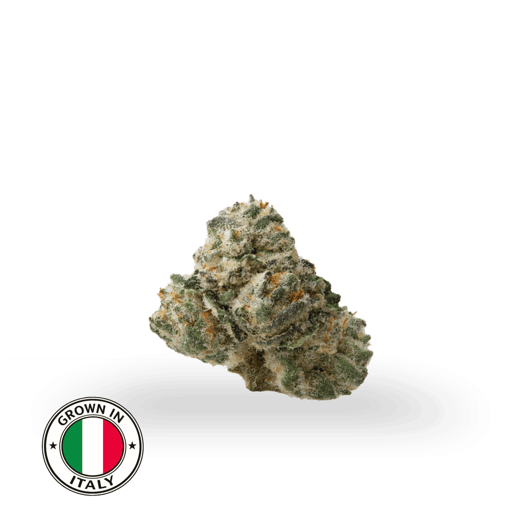 THCA POPCORN BUDS GII