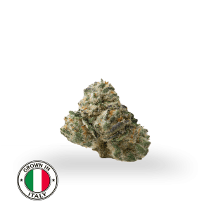 THCA POPCORN BUDS GII