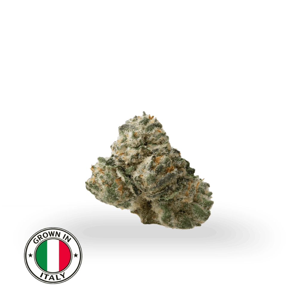 THCa Lemonade Popcorn Buds