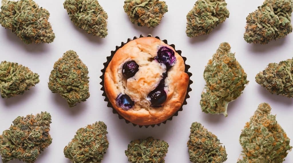 Blueberry Muffin topskud arrangeret rundt om en blåbærmuffin på lys baggrund, som fremhæver strainens søde og dessertinspirerede profil.