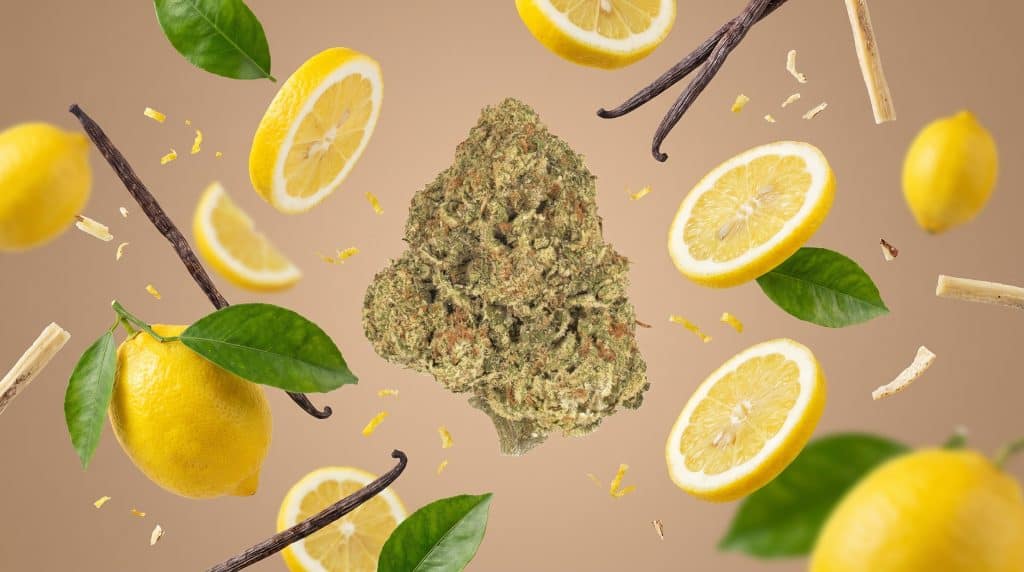 G41 topskud omgivet af citron, vaniljestænger og grønne blade på lys baggrund, som fremhæver strainens friske og sødligt citrusprægede profil.