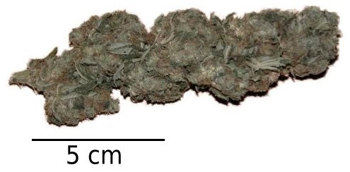To forskellige hamptoppe side om side til sammenligning af terpenprofil