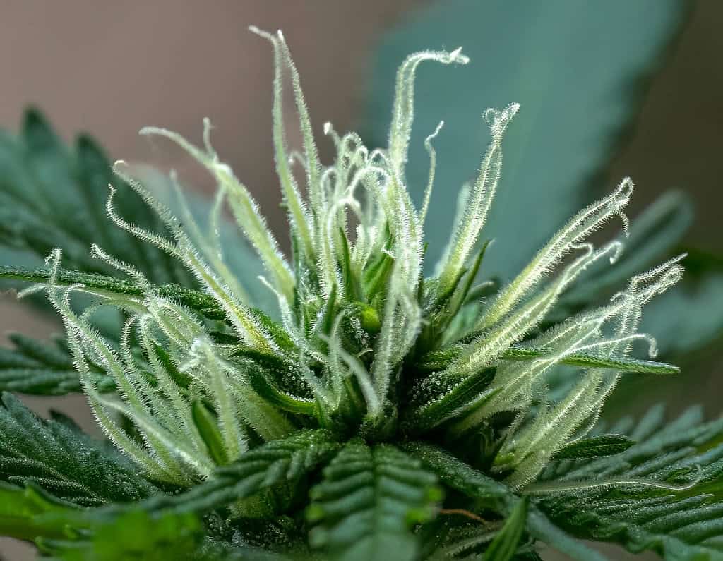 N&aelig;rbillede af hampeblomst med harpikskirtler &ndash; indica eller sativa forskel handlere om terpener