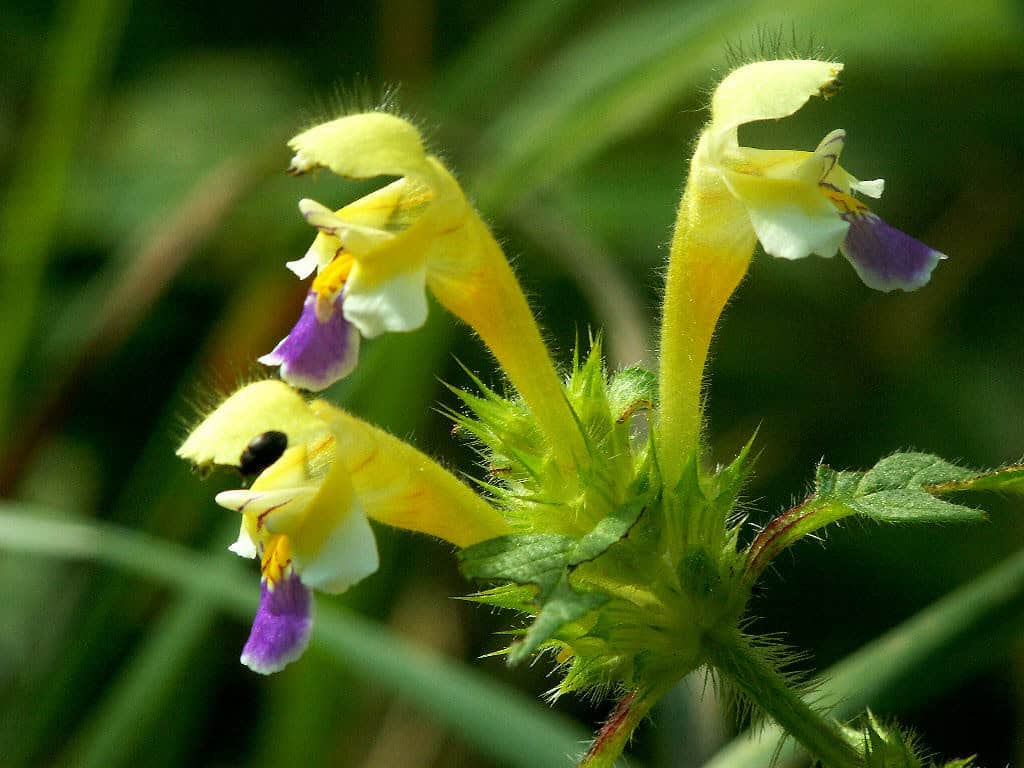 Nærbillede af hampblomst – CBD, CBG, CBN og THCA er forskellige cannabinoider